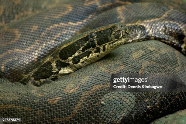 140 African Rock Python Stock Photos, High-Res Pictures, and Images ...