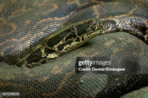 African Rock Python (Python Sebae). African Rock Python (Python Sebae).