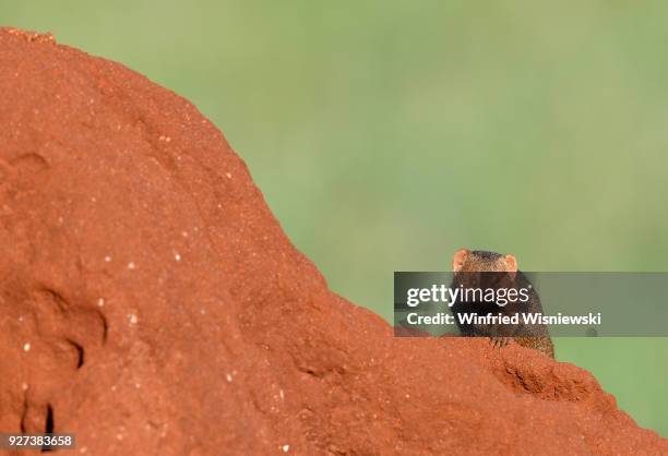 common dwarf mongoose (helogale parvula) - säugetier fotografías e imágenes de stock