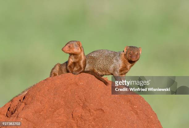 common dwarf mongoose (helogale parvula) - säugetier fotografías e imágenes de stock