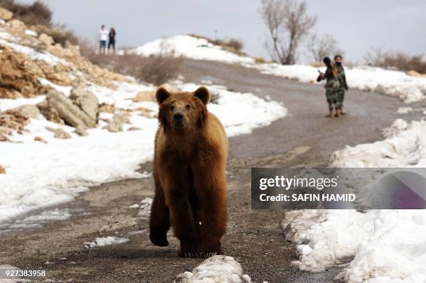 Bear that was rescued from a private home by Iraqi Kurdish Animal rights activists is released into the wild by a local NGO in the Gara Mountains...