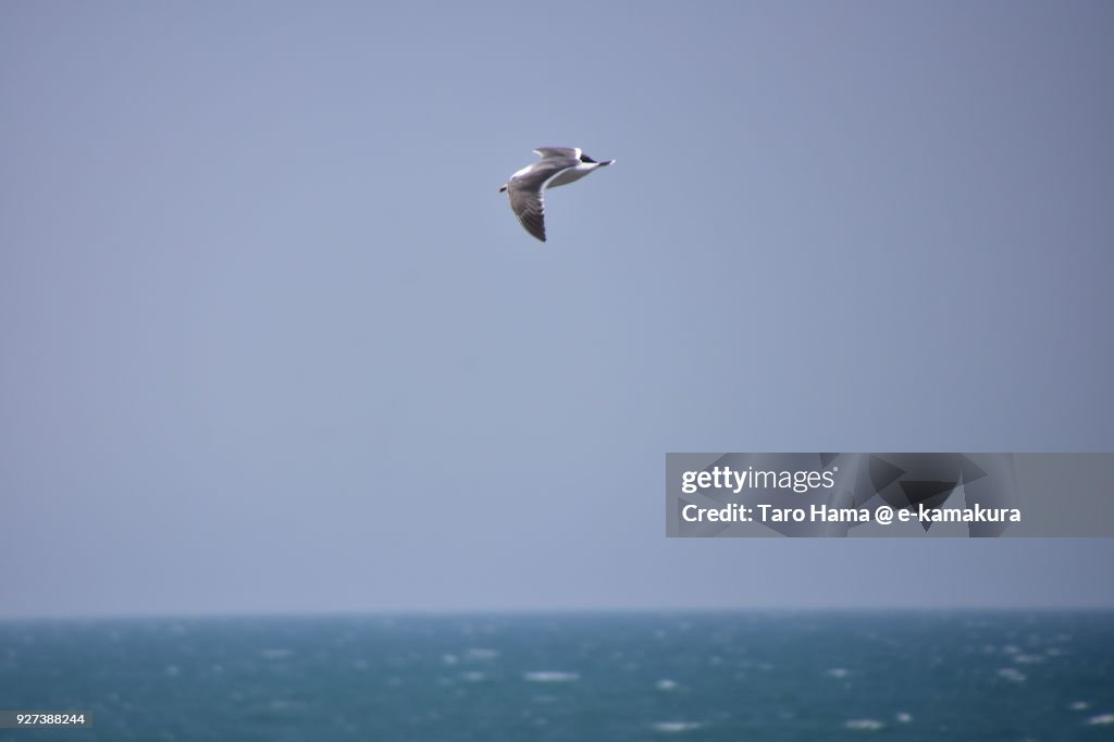 A flying seagull aiming fishes on the beach in Pacific Ocean in Kamakura city in Kanagawa prefecture in Japan