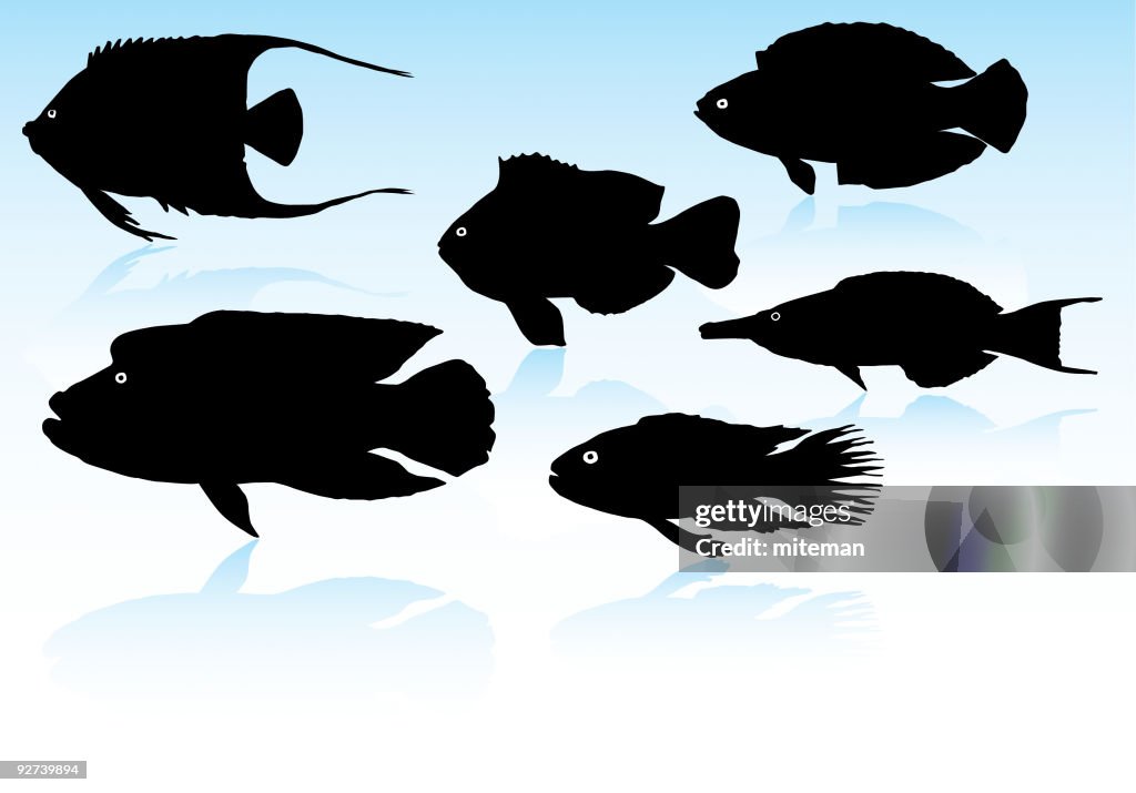Fish Silhouettes