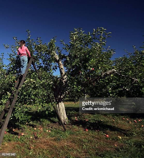 picking apples - greater than sign stock pictures, royalty-free photos & images