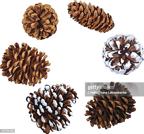 bildbanksillustrationer, clip art samt tecknat material och ikoner med assorted pine cones illustration of various shapes and sizes - pinecone