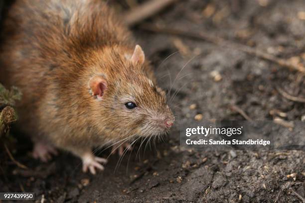 a brown rat (rattus norvegicus) searching around on the ground for food. - rodent stock pictures, royalty-free photos & images