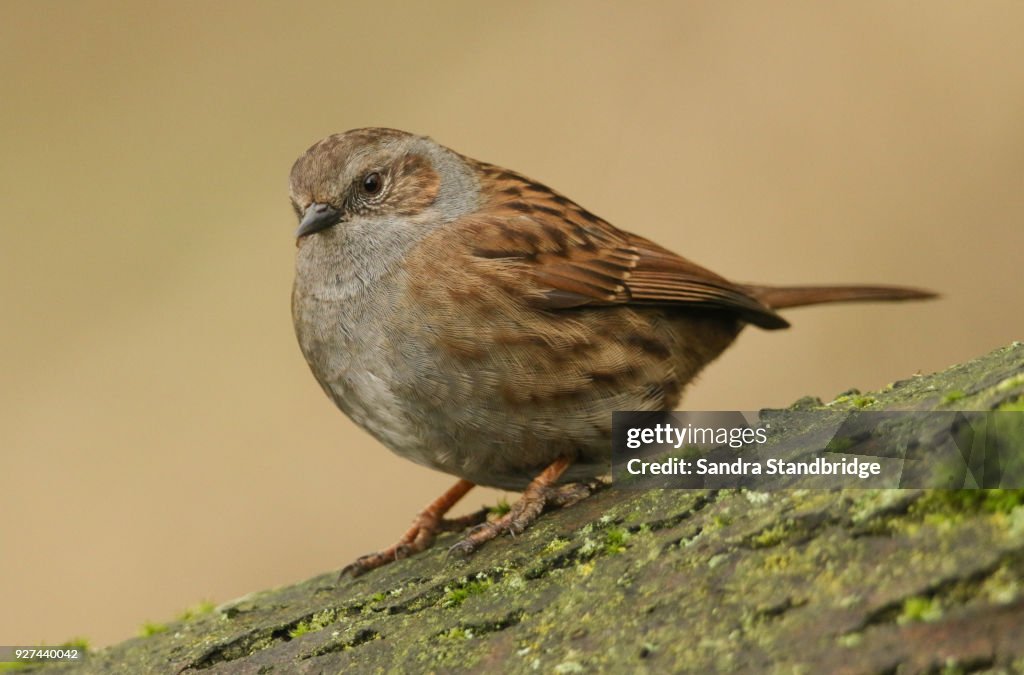 A beautiful Dunnock (Prunella modularis) perched on the branch of a tree on a cold winters day.