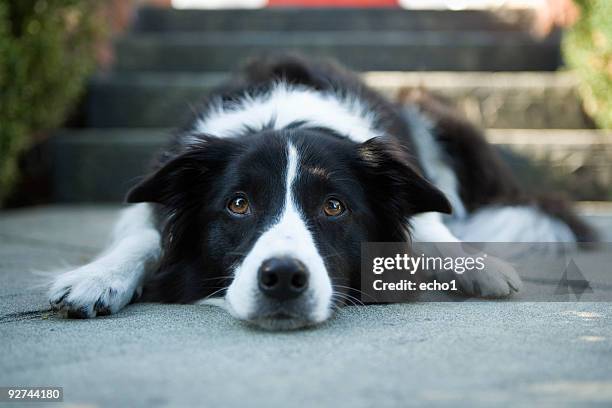 border collie - border collie stock pictures, royalty-free photos & images