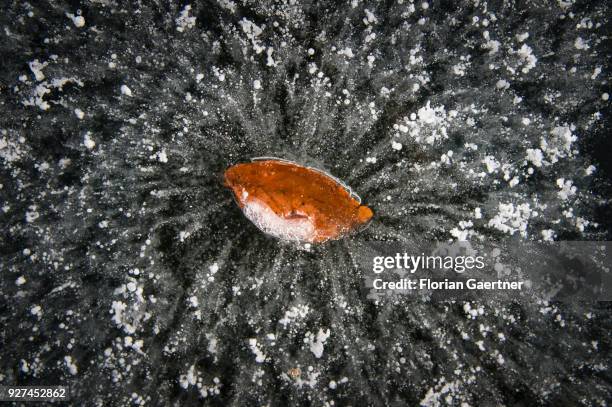 Frozen leaf is pictured at the lake Grunewaldsee on March 04, 2018 in Berlin, Germany.