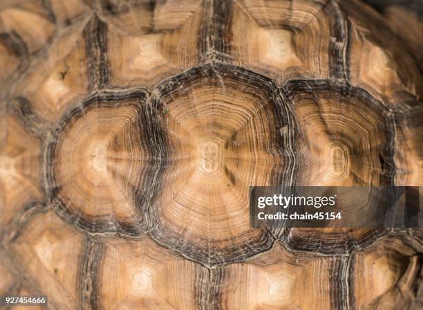 background closeup of sulcata african spurred tortoise shell. - tortoiseshell stock pictures, royalty-free photos & images