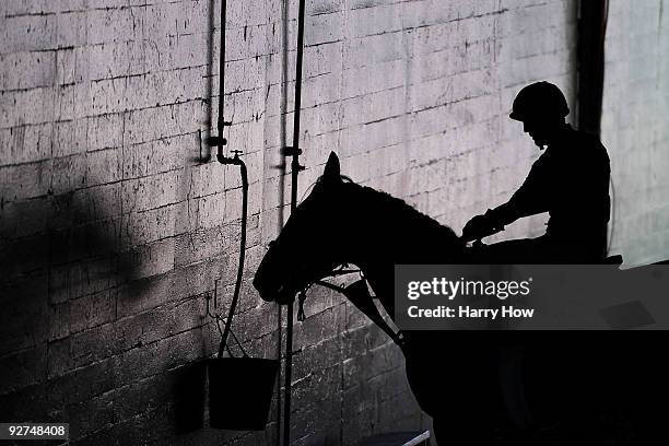 Spanish Moon has a drink after a morning workout in preparation for the Breeder's Cup 2009 at the Santa Anita Race Track on November 4, 2009 in...