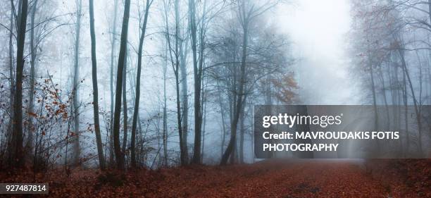 fog in the forest during autumn season - kavalla stock pictures, royalty-free photos & images