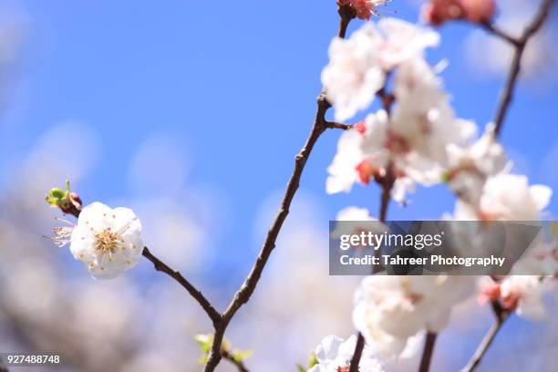 apricot blossom in spring season - perzikbloesem stockfoto's en -beelden