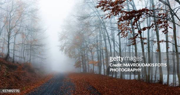 foggy autumn path - kavalla stock pictures, royalty-free photos & images