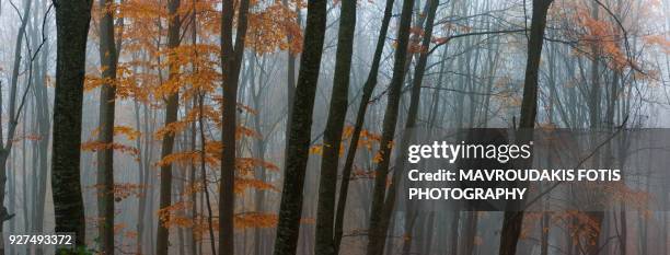 beech forest during autumn - kavalla stock pictures, royalty-free photos & images