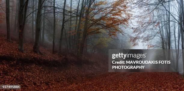 into the autumn - kavalla stock pictures, royalty-free photos & images