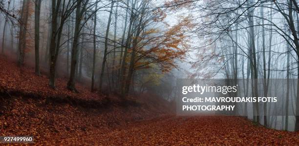 fall path with fallen leaves - kavalla stock pictures, royalty-free photos & images