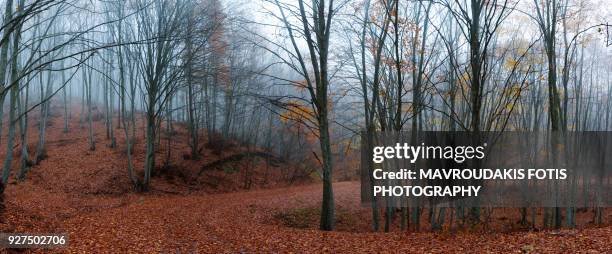 fall creation in the forest - kavalla stock pictures, royalty-free photos & images