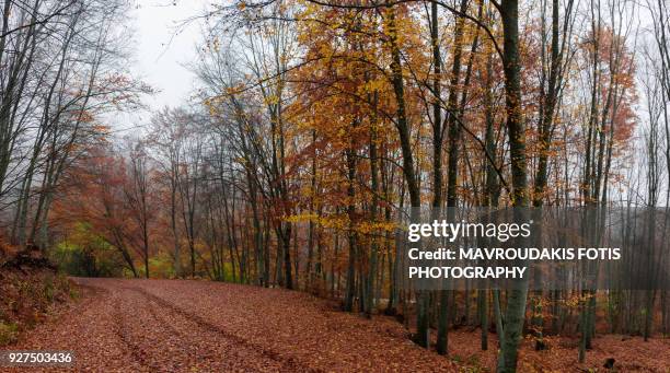 fallen leaves trail in the forest - kavalla stock pictures, royalty-free photos & images