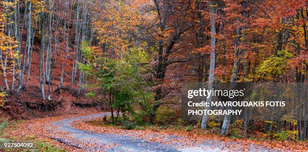 curvy road in the forest during autumn - kavalla stock pictures, royalty-free photos & images