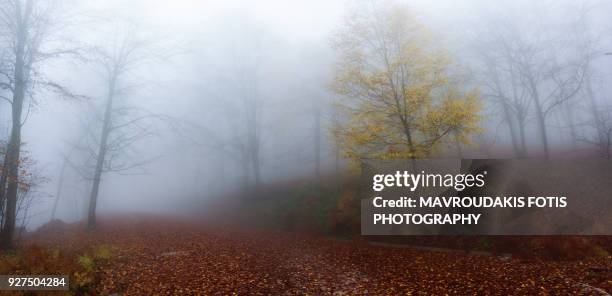 foggy autumn scenery in the forest - kavalla stock pictures, royalty-free photos & images