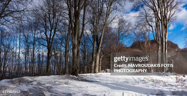 snow in the forest - kavalla stock pictures, royalty-free photos & images