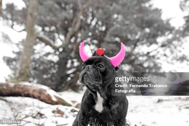 dog with pink horns in snowy landscape - einhorn wald stock-fotos und bilder