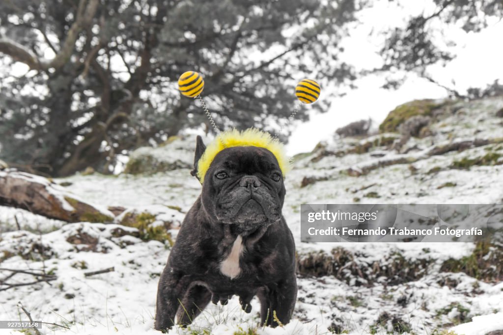 Dog with bee costume in snowy landscape