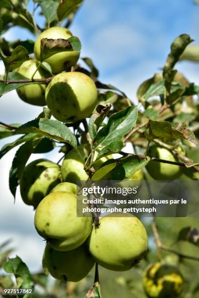 the golden apples under sunlight - under the apple tree stock pictures, royalty-free photos & images