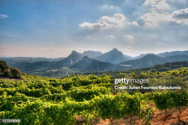 vines at the foot of the dentelles de montmirail - vaucluse stock pictures, royalty-free photos & images