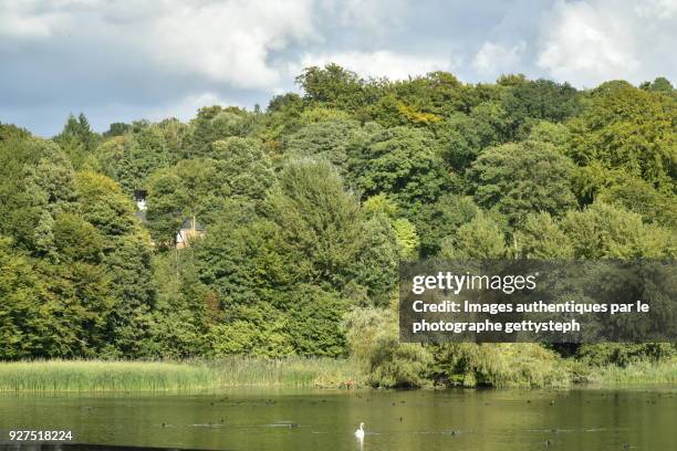 swan and wild ducks swimming on "le grand etang du lange gracht" - eichenwäldchen stock-fotos und bilder