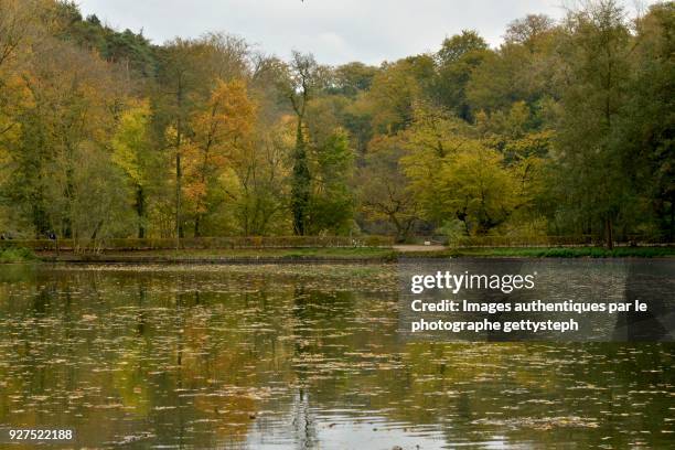 the autumnal nature in "etang du moulin" - grand etang lake stock pictures, royalty-free photos & images