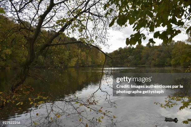 the "grand etang des clabots" in autumn - grand etang lake stock pictures, royalty-free photos & images