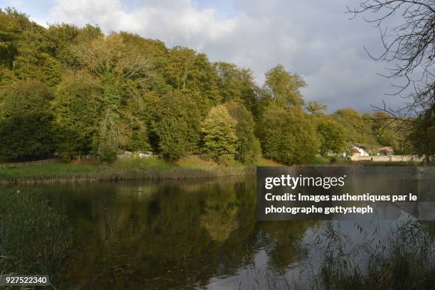 the woodland under sunbeam reflecting in "petit etang du lange gracht" - grand etang lake stock pictures, royalty-free photos & images