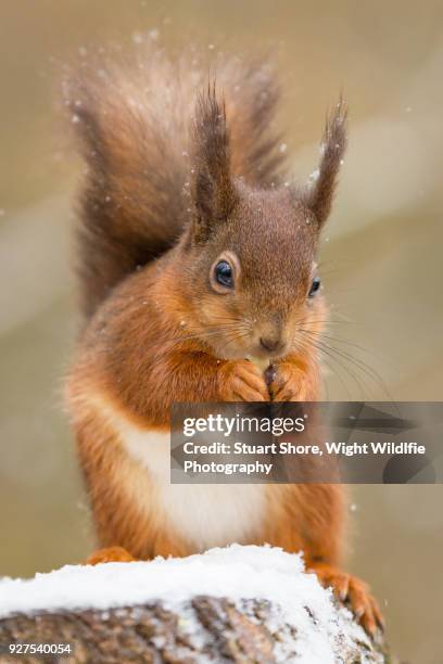 red squirrel in the snow - isle of wight winter stock pictures, royalty-free photos & images