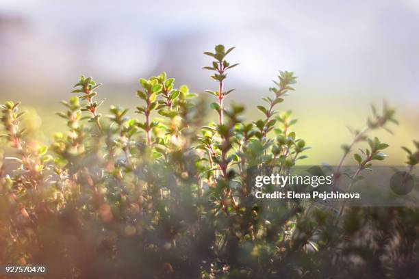 late winter thyme - thymian stock-fotos und bilder