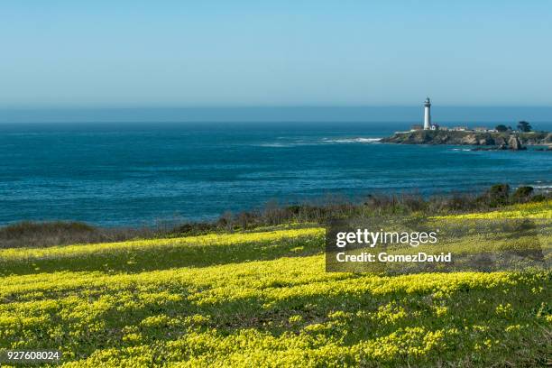 wild mustard plants in bloom and lighthouse - pescadero stock pictures, royalty-free photos & images