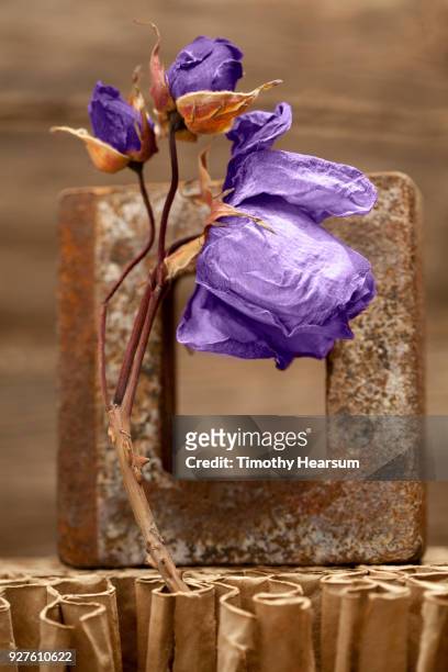 close-up of still life of dried ultraviolet roses with other found objects - timothy hearsum stock-fotos und bilder