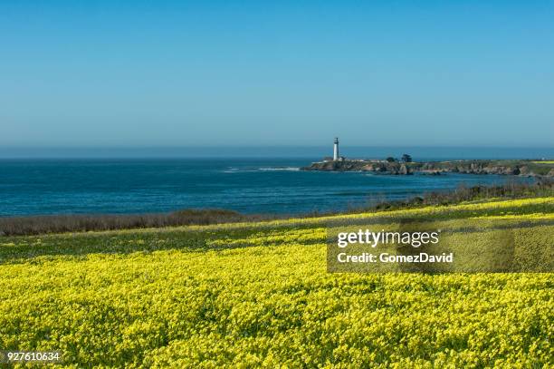 wild mustard plants in bloom and lighthouse - pescadero stock pictures, royalty-free photos & images