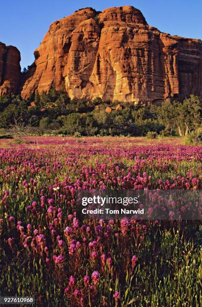 sedona, az-15 - arizona bird stock pictures, royalty-free photos & images