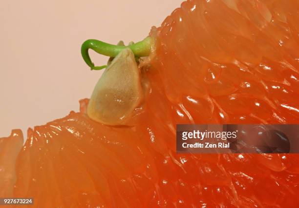 extreme close-up of grapefruit pulps and germinating seed - fruktkött bildbanksfoton och bilder