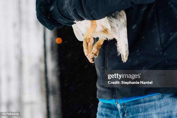duck legs - in gefangenschaft aufgezogen stock-fotos und bilder