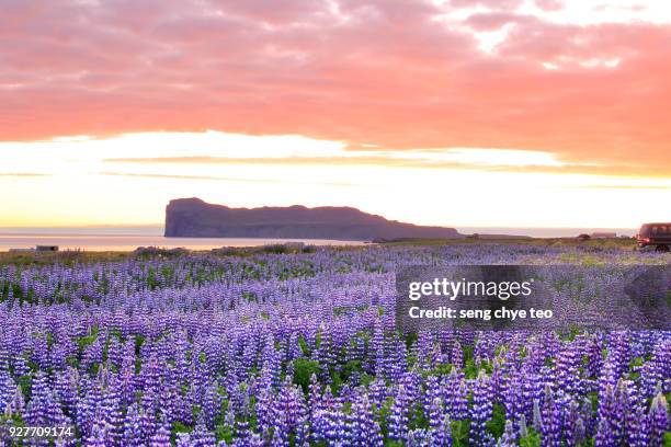 lupine field in summer, iceland - lupin stock pictures, royalty-free photos & images