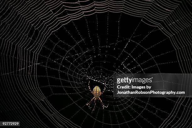 spider web - naperville bildbanksfoton och bilder