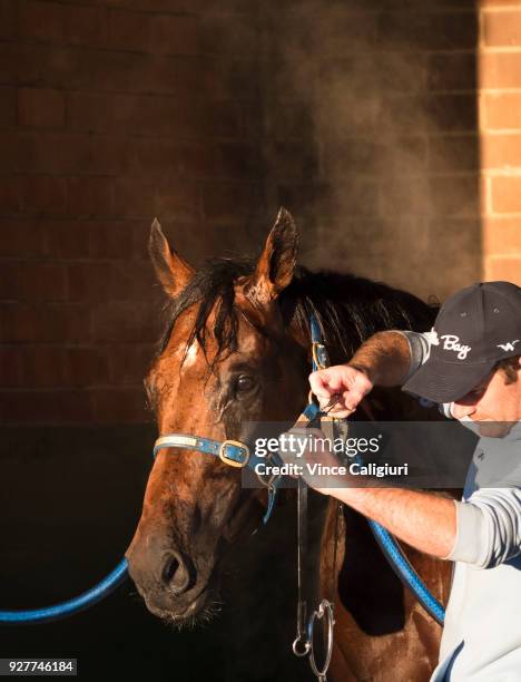 Declan Maher unsaddles Merchant Navy after a trackwork session at Sandown Lakeside on March 6, 2018 in Melbourne, Australia. Merchant Navy is...