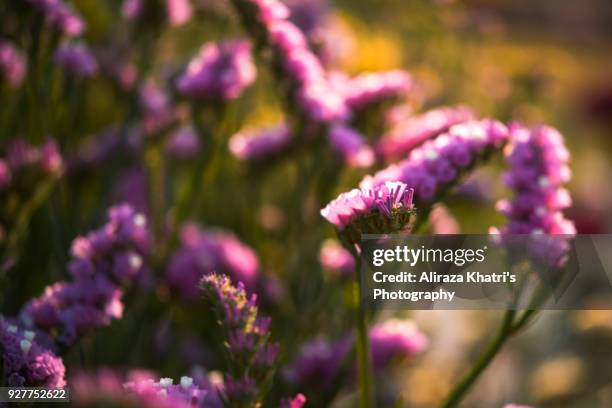 Pakistan Spring Spring Pakistan Photos and Premium High Res Pictures - Getty Images