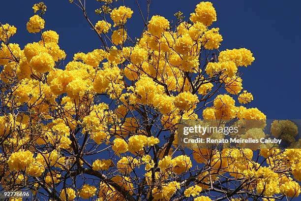 ipe tree - ipe yellow stock pictures, royalty-free photos & images
