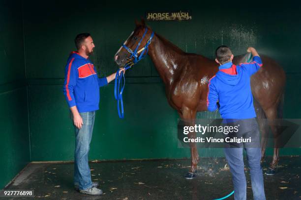 Trainer Nick Olive is seen while Single Gaze is washed down after a trackwork session at Sandown Lakeside on March 6, 2018 in Melbourne, Australia....