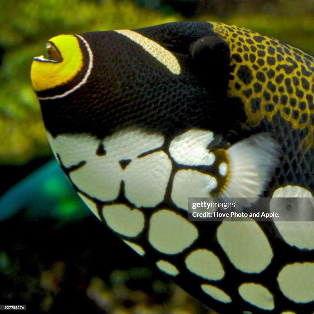 Clown Triggerfish