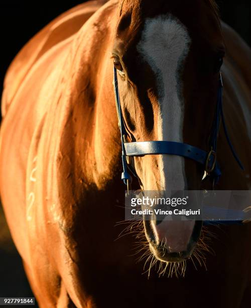 Single Gaze after a trackwork session at Sandown Lakeside on March 6, 2018 in Melbourne, Australia. Single Gaze will be racing in Saturdays Australia...